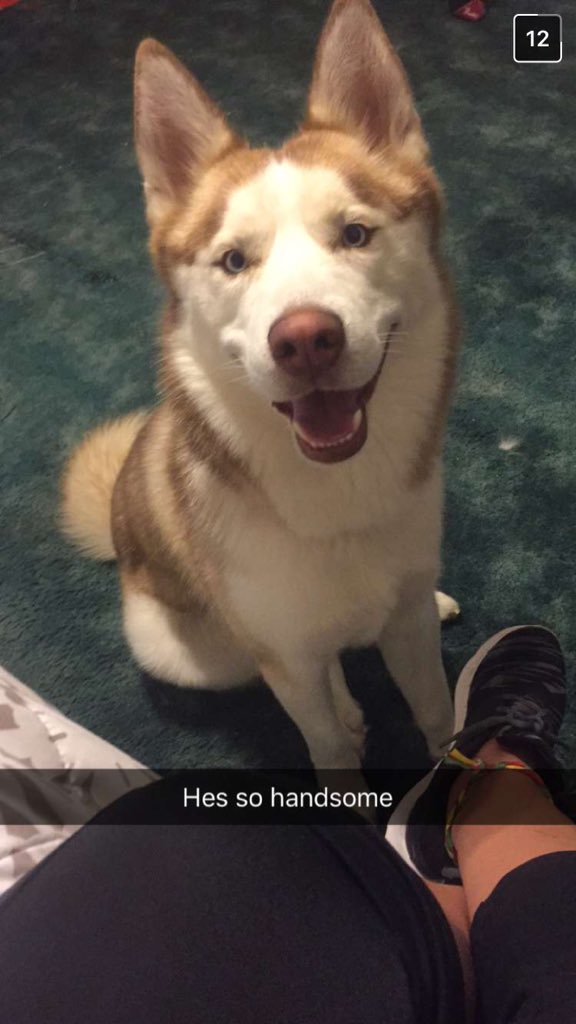 SilverRay3's tweet photo. Please help me bring my son back home. I let him out to go to the restroom the other afternoon and he never came back. I believe someone might have picked him up. I just want him back no questions asked. Please share and let me know if you see him around the Edinburg, TX area. 💔 https://t.co/0clbmbq2tW