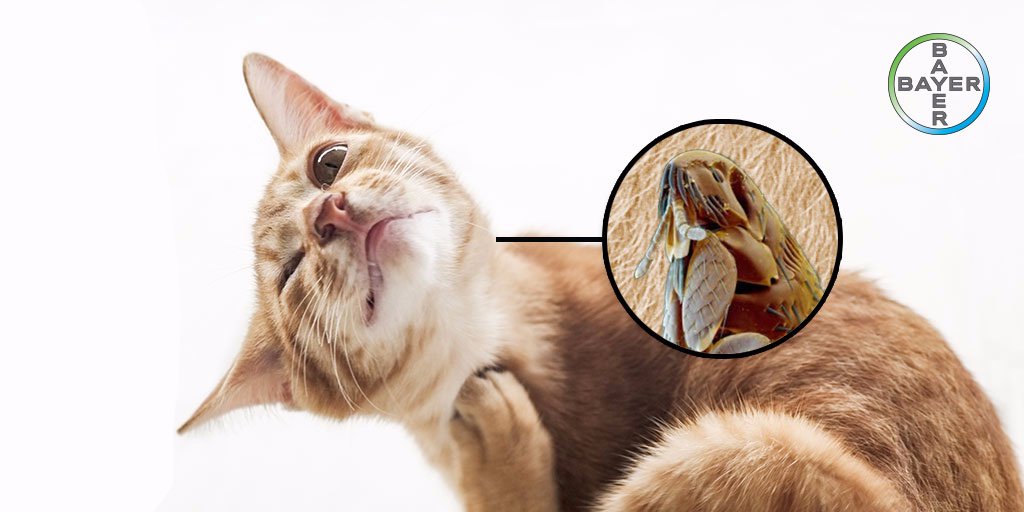 Elanco4Pets's tweet photo. #Fleas aren’t just a discomfort. Learn about the different ways a #flea can cause health issues for your #cat: https://t.co/xsPciMlIqU #PetBasics #BayerGetsPets https://t.co/iAdViGGsT2
