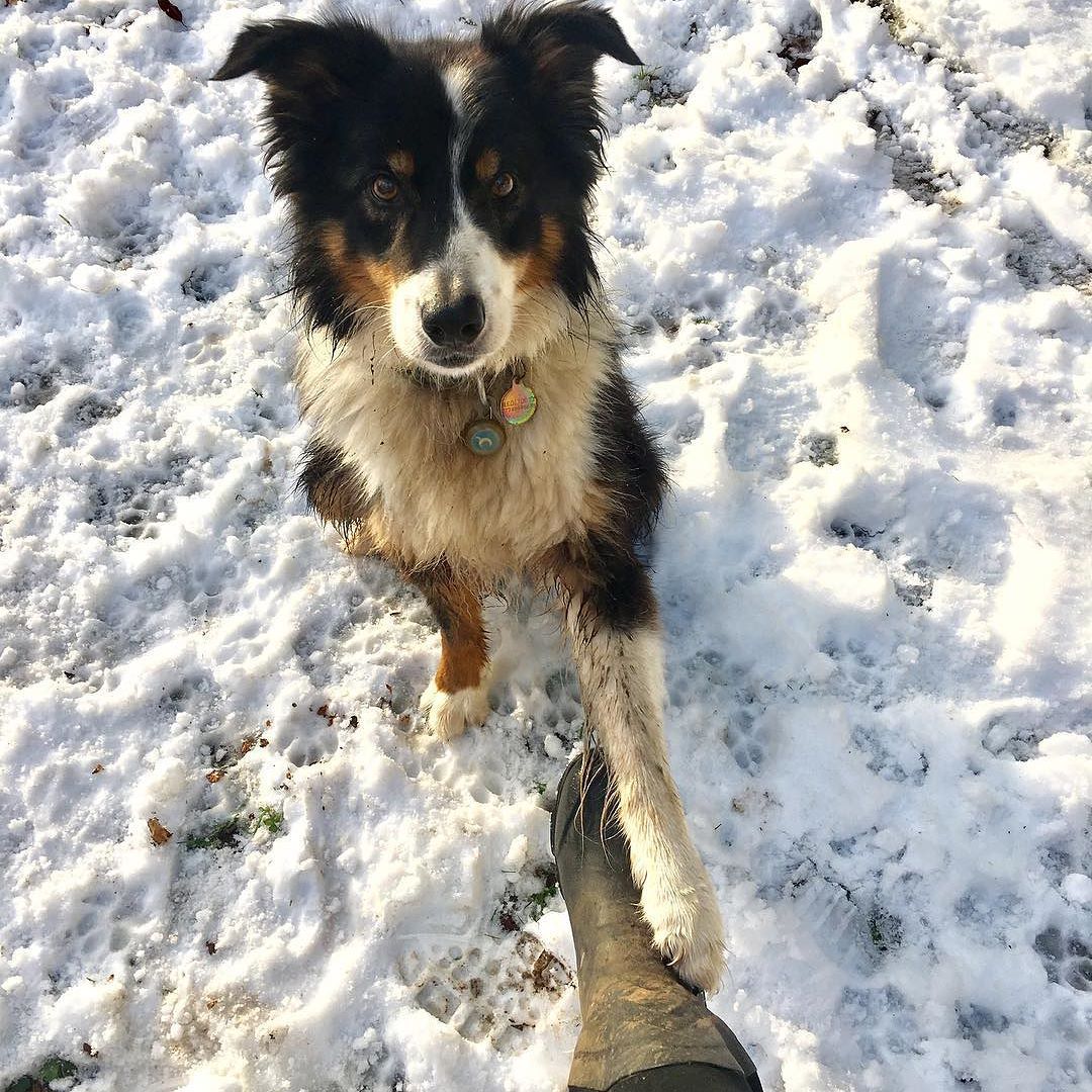 “Can’t we stay outside?” #MuckPups (pc: IG user @paul_medz)