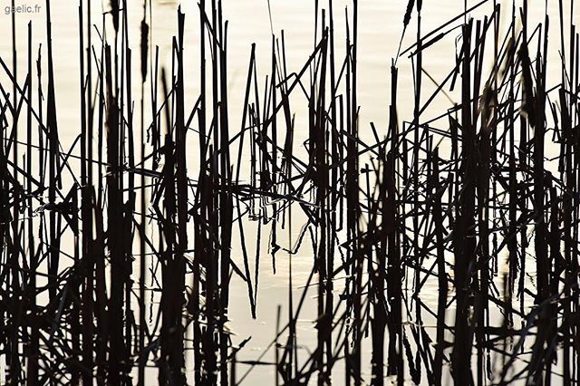 gaelic69's tweet photo. Testing Nikon TC-17 + 70-200 VR II #photogeek #sunset 2018 #ateliersousreserve #anotherdayattheoffice #sameplace #differentday #atelierdartiste #welcome #inviteyourself #france #creteil #wanderlust #travelphotography #abstract #nature #minimal #perspecti… https://t.co/HbBnQpvGrK https://t.co/GJS16c91QF