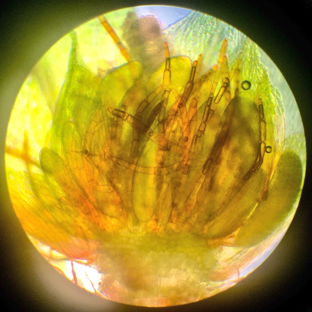 Feldbotanik's tweet photo. This is a section of an antheridial head of a male #Bryum capillare plant: There are #antheridia (green sausage-like structures, they produce sperms) and #paraphyses (brown filament-like structures, for stability/support also in archgonial heads) https://t.co/NMMLOQW7bo