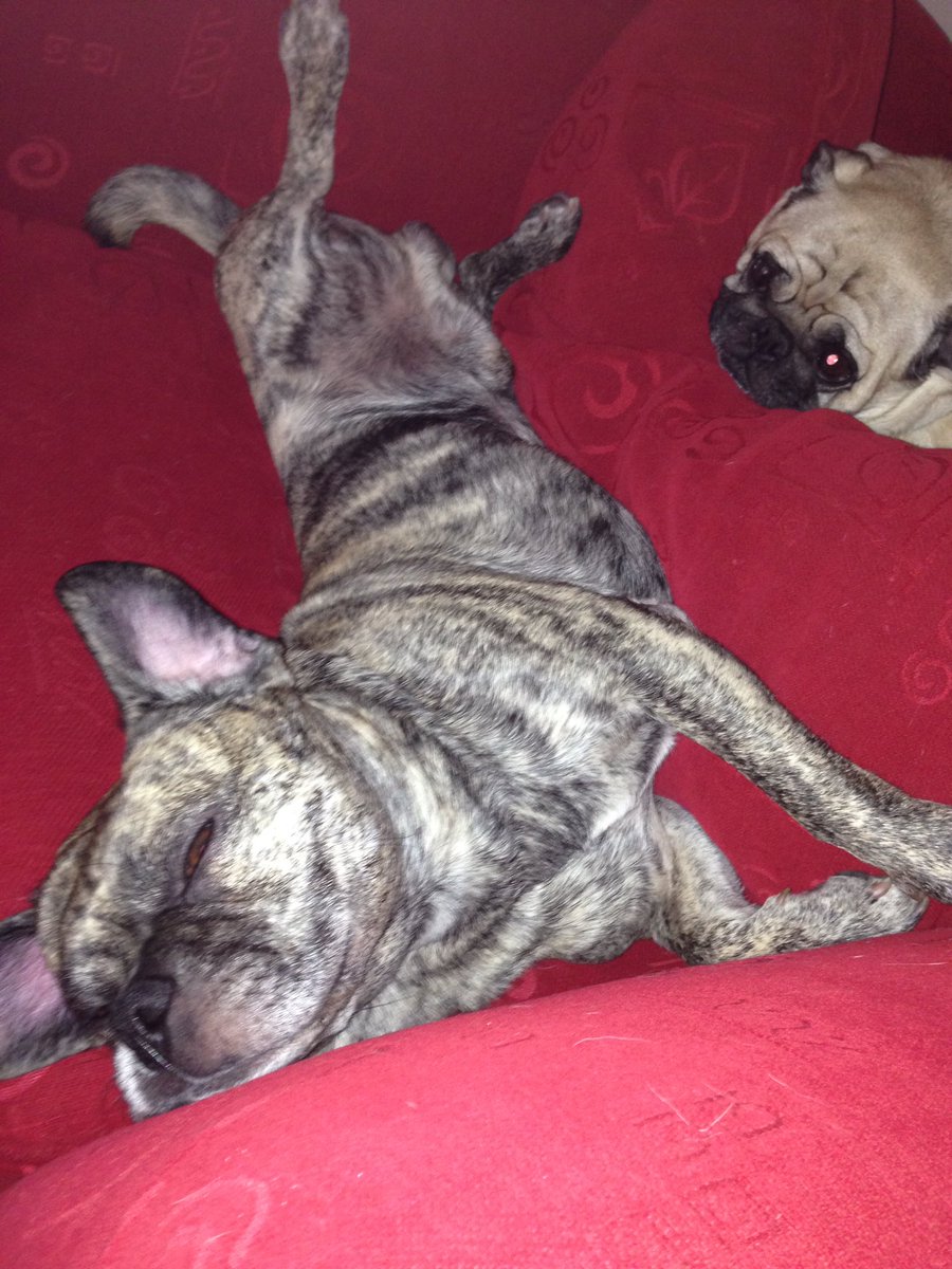 PoshPugs's tweet photo. I never could figure out how he could sleep like that.  I misses you Biggie. @PoshPugs https://t.co/feieEygHla
