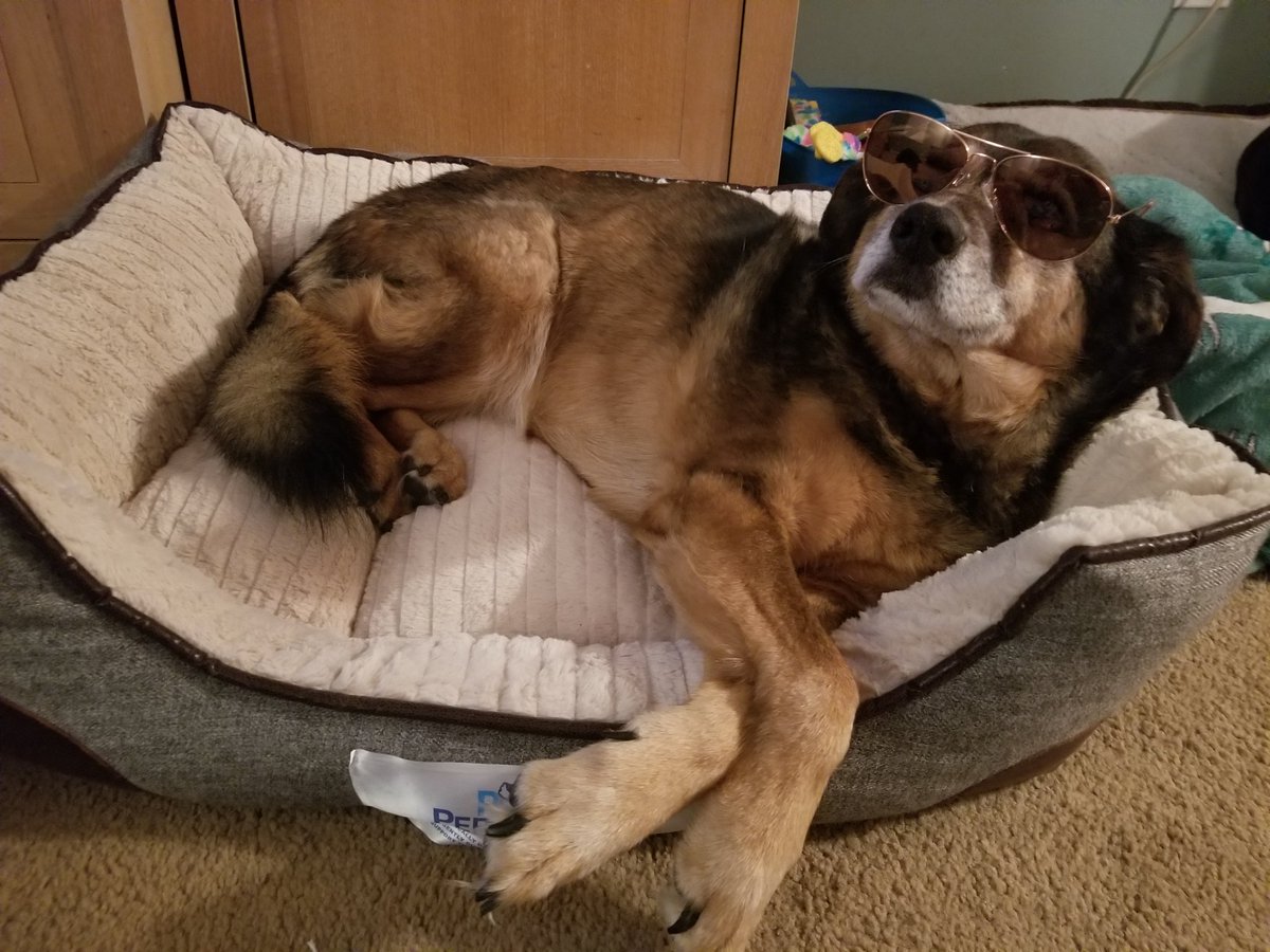 KinmanAmanda's tweet photo. @dog_rates This is my senior girl Sadie. Shes too cool for everyone in her new bed. Her 14th birthday is this week. #seniorpupsaturday https://t.co/dye0ScFHft