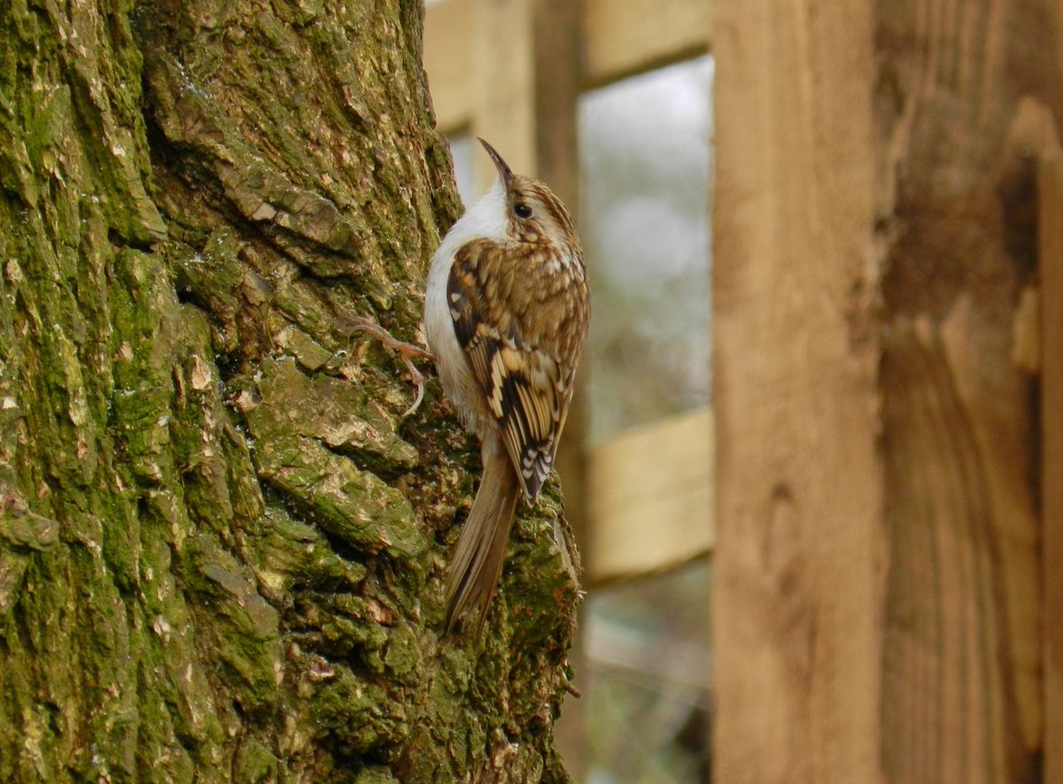 Just some more Treecreepers, photo'd in my garden a few winters ago, for all those who enjoy seeing these rather lovely little birds!