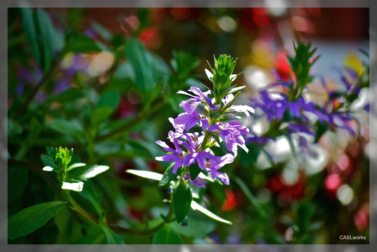 Bee Tender caslworks.com/2014/07/29/bee… via <a href="/CASLworks/">CASLworks</a> #kindness #gardens #photography