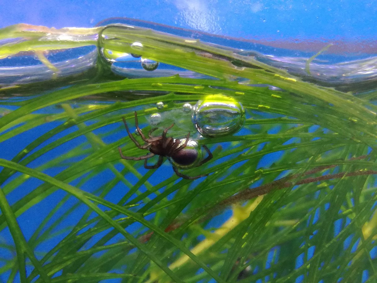 井の頭自然文化園 公式 水生物館のミズグモです 世界で唯一 水中 で生活するクモです おしり 腹部 の周りに細かい毛が生えていて空気を水中に持ち込みます きらきら光って見えるおしりは空気の層に包まれていて ミズグモは 水中でこの空気を吸うん