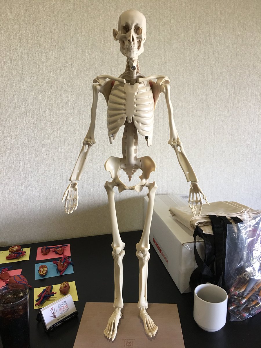 EHSSportsMed's tweet photo. New things coming! @aiccenters #AnatomyInClay https://t.co/NJF6ikD6lz