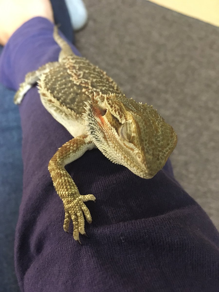 夜寝て、飼い主の腕でまた寝てまったくうちの子はだらけすぎ笑笑

可愛い😍←親バカ

＃フトアゴ
#フトアゴヒゲトカゲ
#爬虫類