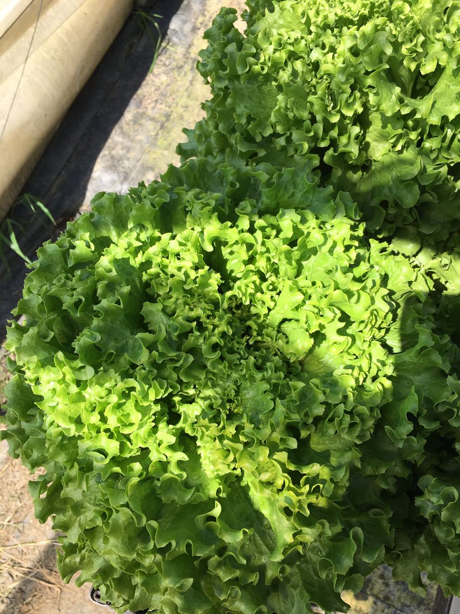Plantekno's tweet photo. Fresh and healthy lettuce production in #Hydroponics #Greenhouse by our valuable friend @mehmetemekli. #Hydroponics #Aquqponics #freshcrops #farming #horticulture #agriculture #agriculture #lettuce https://t.co/s16ZvCfHJp