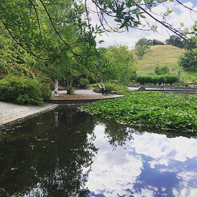 laurenjblogger's tweet photo. Chilling out on a #SundayMorning. 
#green #wilsonbotanicpark #chihuahua https://t.co/ZMIipzUtlz https://t.co/4rn7G4WgoT