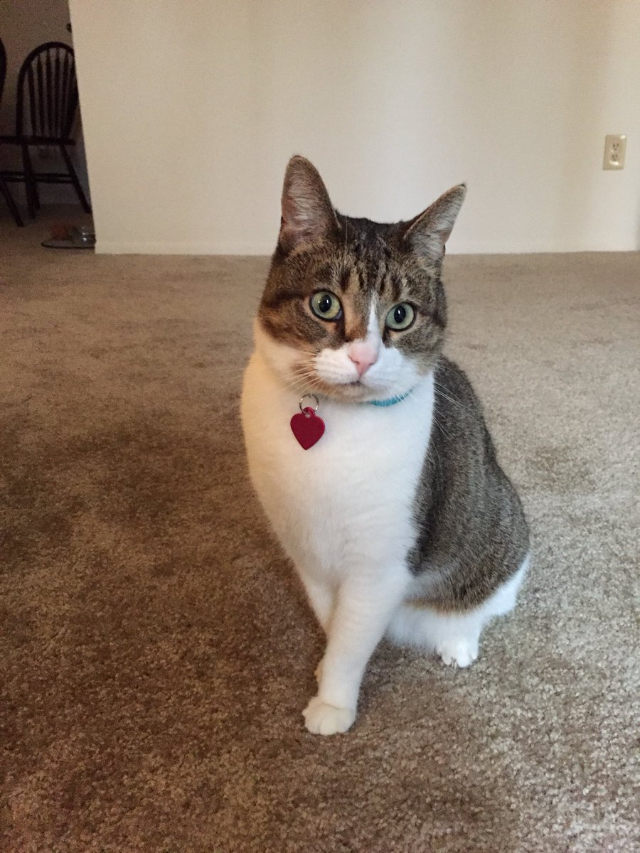 mcdaniel_alli's tweet photo. If anyone has seen this cat his name is Romeo and he is missing. Please contact me at 5134850421 if you have any information. In the Eastgate area. https://t.co/8LLZY5GIjw