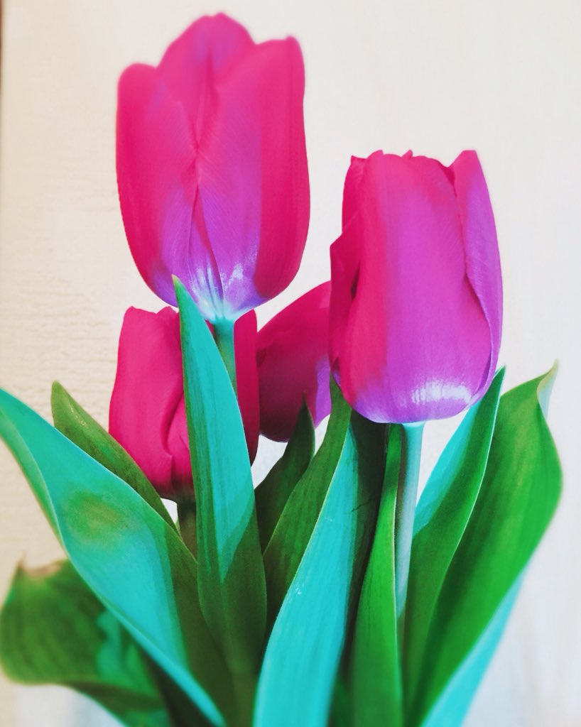 紫色チューリップの花言葉 Twitter Search Twitter