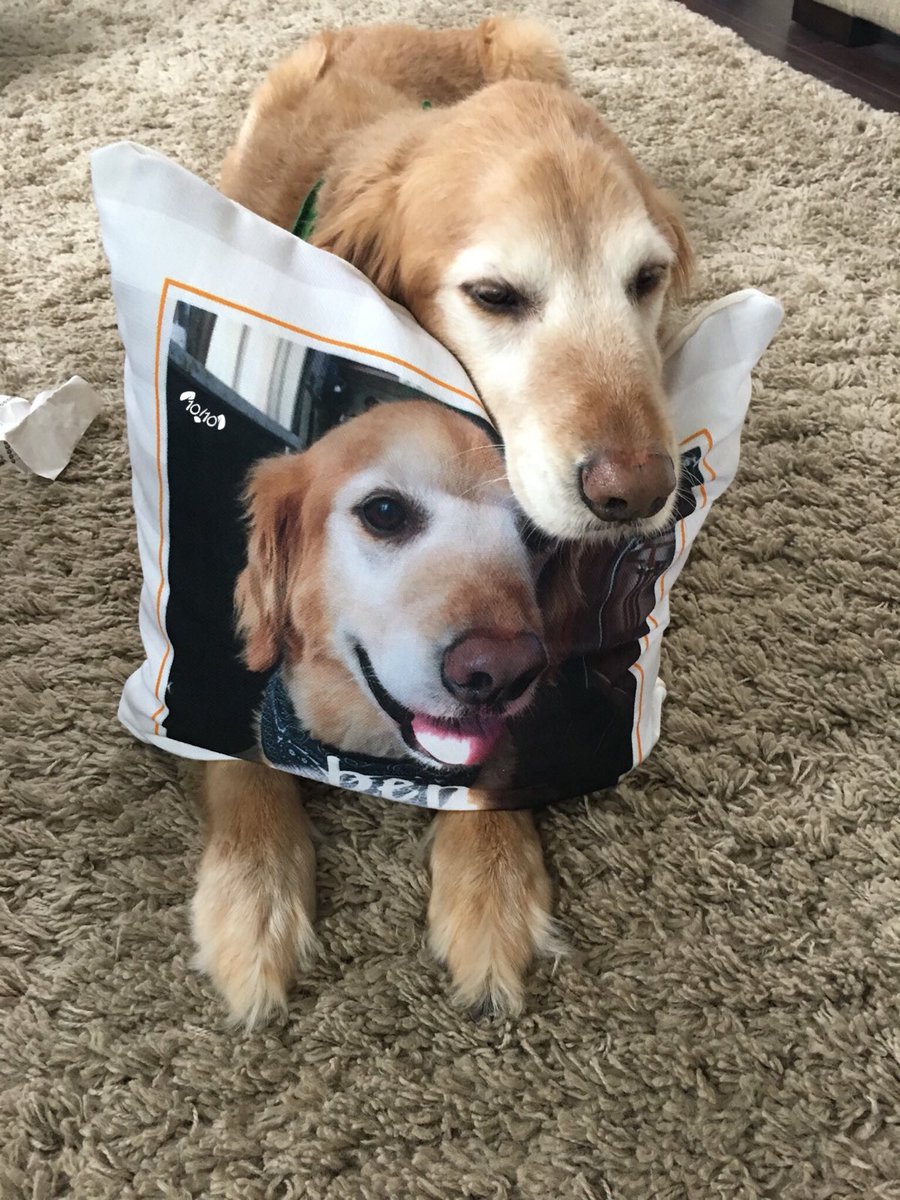 dog_rates's tweet image. This is Benny. He got the pillow for his birthday. Slightly dispuppointed you didn’t edit away his grey hairs. Still loves it, though. 13/10 #SeniorPupSaturday