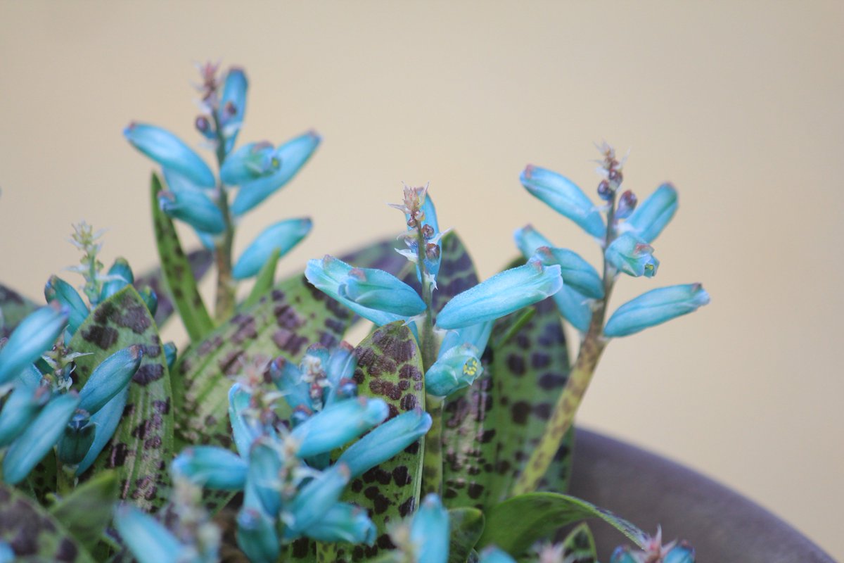咲くやこの花館 Twitterren 南アフリカ原産の球根植物 ラシュナリア ウィリディフロラ 乾燥地でこんなに美しいヒスイ色 と出会えるなんて 心奪われますね デザートガーデンで咲く珍しい花の色にぜひ会いにいらしてください 咲くやこの花館 ヒスイ 乾燥地 咲くやこの花館 Twitterren 南アフリカ原産の球根植物 ラシュナリア ウィリディフロラ 乾燥地でこんなに美しいヒスイ色 と出会えるなんて 心奪われますね デザートガーデンで咲く珍しい花の色にぜひ会いにいらしてください 咲くやこの花館 ヒスイ 乾燥地
