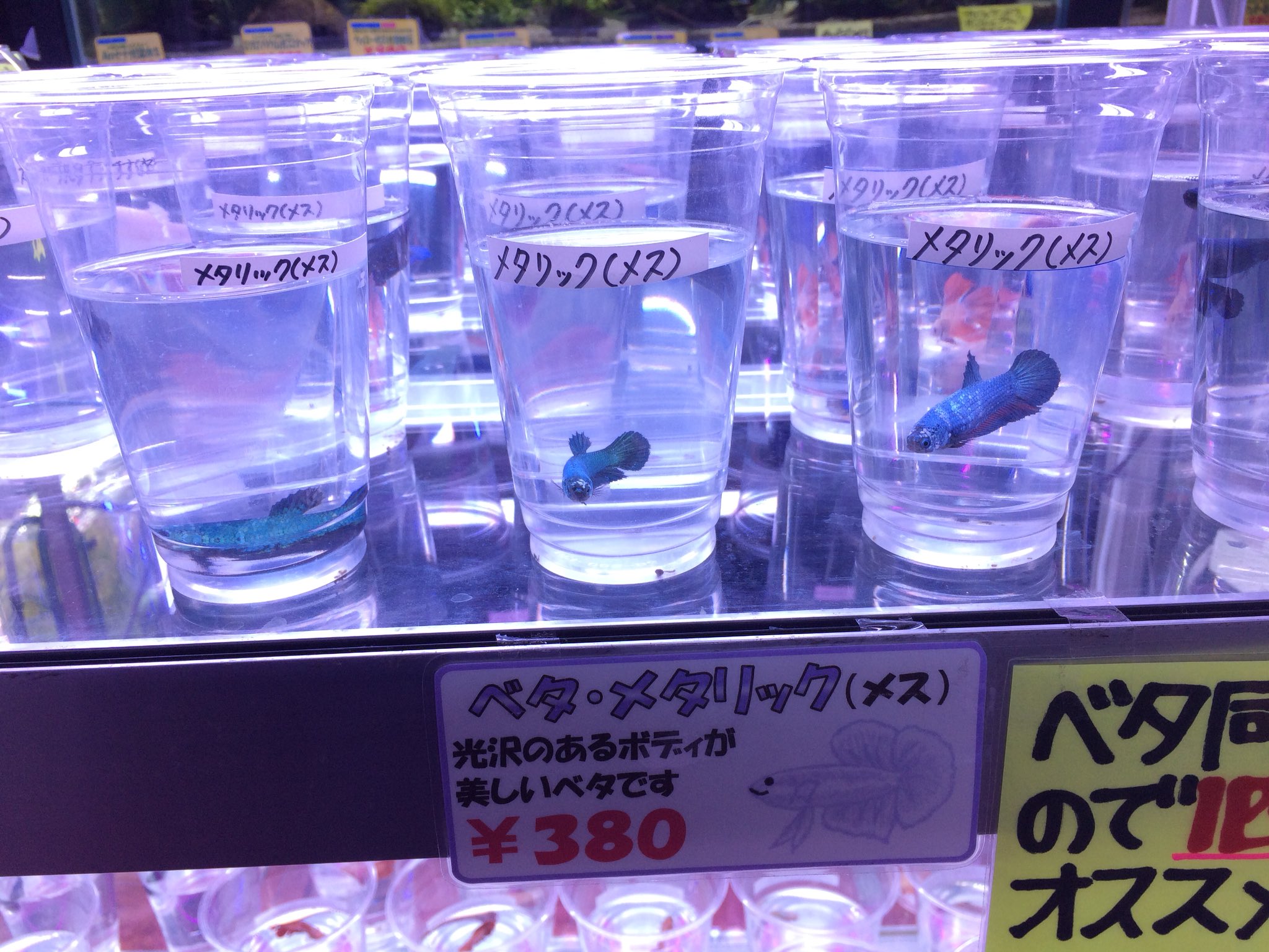ｃｉｅｌ ａｌｅｎｃｏｎ シエル Pa Twitter 半田水園のベタの匹数も凄いし 値段もビックリするくらい安い ベタ アクアリウム T Co Tlwpizrpjt Twitter