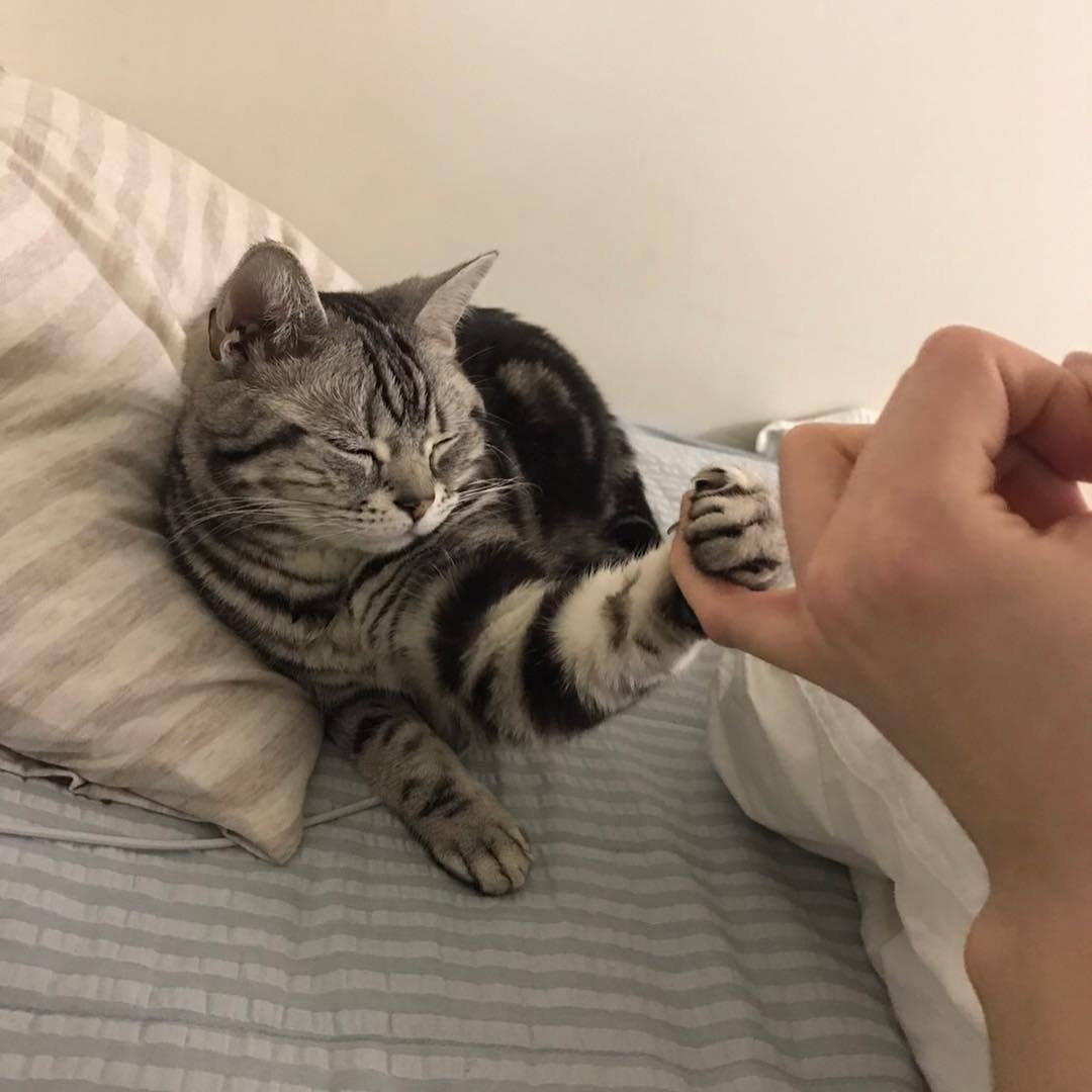 Котики мирятся