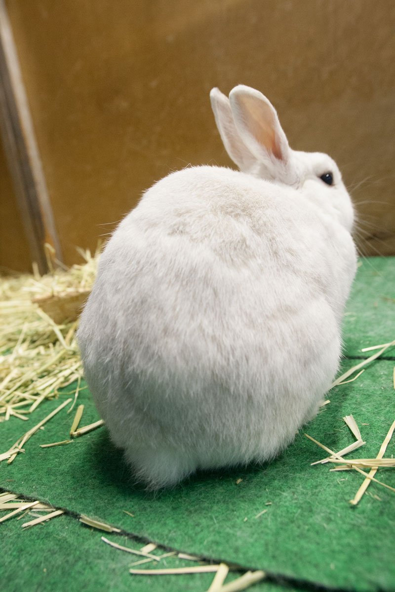 くろまる うさぎ様かめらまん Ar Twitter 去年の宮内駅の一コマ もっちぃ駅長 カメラを向けたらお尻を向けます 背中のもふもふ自慢ですね もっちぃ駅長 山形鉄道 ウサギ 写真 もふもふ 背中 おしり しっぽかくす ウサギは正義 かわいいは正義 今