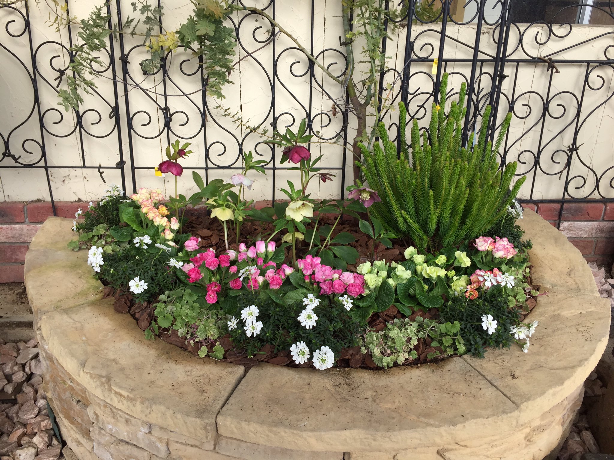 ジョイフル本田 ガーデンセンター Pa Twitter ガーデンセンターひたちなか店 クリスマスローズの花壇 寄せ植え 完成しました クリスマスローズも 好評販売中ですよ T Co 59yo9nwme1 Twitter