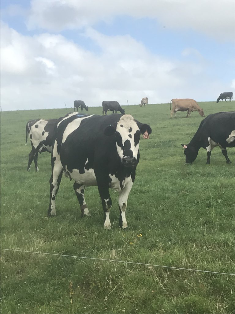 bartjevandeven's tweet photo. I’m not saying we are the worst out there because we aren’t! All I’m saying is that these are some of the lowest covers we’ve been into since we moved down here from the Waikato! #lookingatolddata not to concerned about production, more worried about BCS.. #cowslookinggood 🤞 https://t.co/9gUiPC3vxZ
