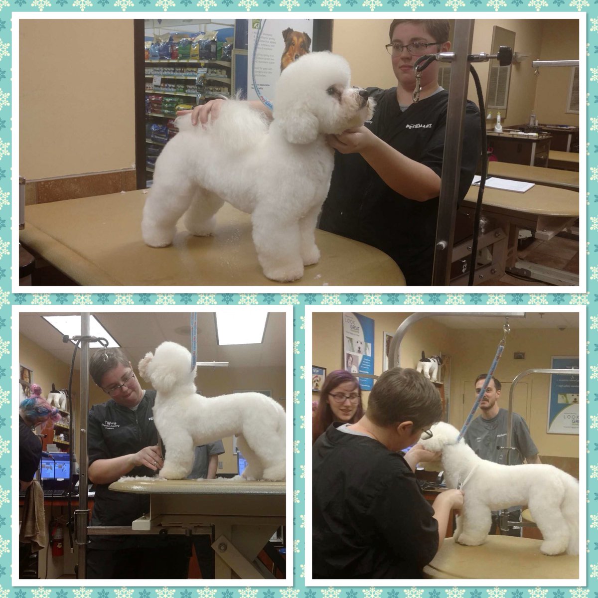 AlemanyTiffany's tweet photo. Crumbs was a bit of a mess from the snow. A great dematting lesson (thanks to CHI) and Bichon demo in one today. #StandOut #PetSmartGrooming #GroomingAcademy #CHIfordogs @ssklr11 @KurtD_Salons @PetSmart_DaveK @ashleybeltz84 https://t.co/ylYkwtML3n