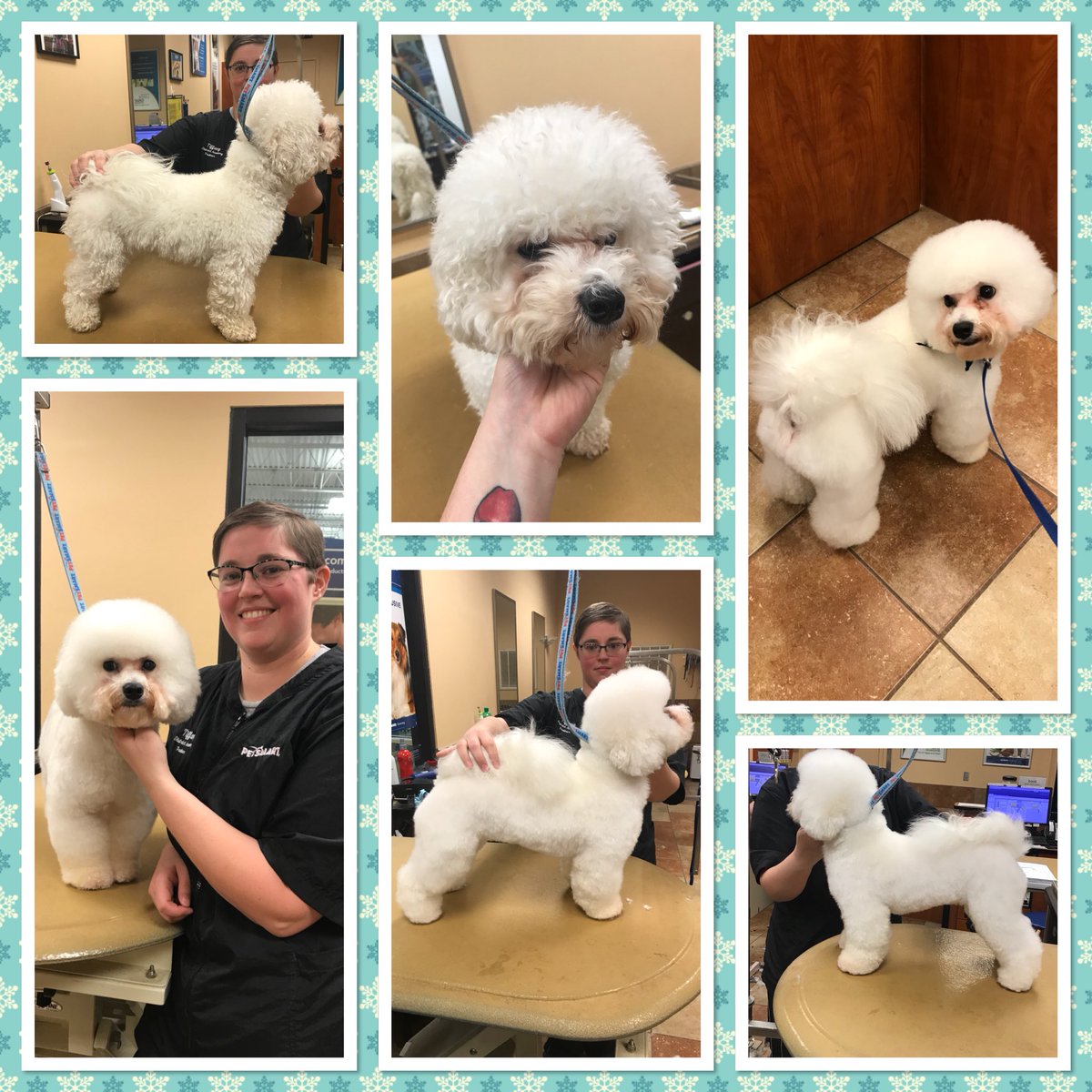 AlemanyTiffany's tweet photo. Crumbs was a bit of a mess from the snow. A great dematting lesson (thanks to CHI) and Bichon demo in one today. #StandOut #PetSmartGrooming #GroomingAcademy #CHIfordogs @ssklr11 @KurtD_Salons @PetSmart_DaveK @ashleybeltz84 https://t.co/ylYkwtML3n