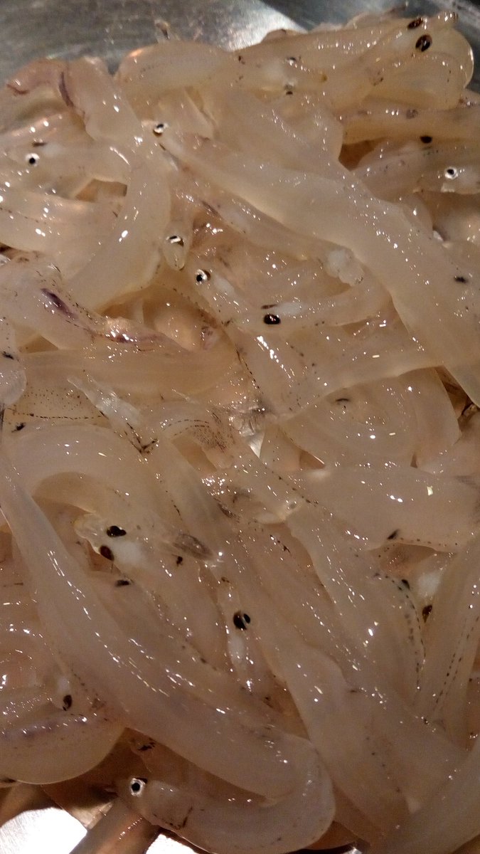 天和 春の天ぷら代表 白魚です 宍道湖のものは大きいので まとめずに一匹ずつバラバラに揚げます 他にも熊本 三重 茨城 福島など日本各地で採れるので その日のコンディションにより厳選します 生で食べたときに感じるほろ苦さは 揚げると甘みに