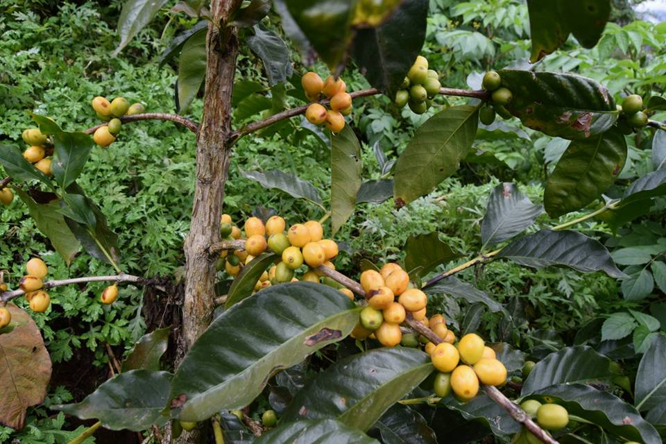 En esta cosecha 2017-2018 ya estamos obteniendo los primeros frutos de las plantas sembradas en nuestro programa de renovación de cafetales. Se  pueden preveer cosechas muy motivantes en los siguientes años, por la cantidad per también porque las tazas serán formidables.