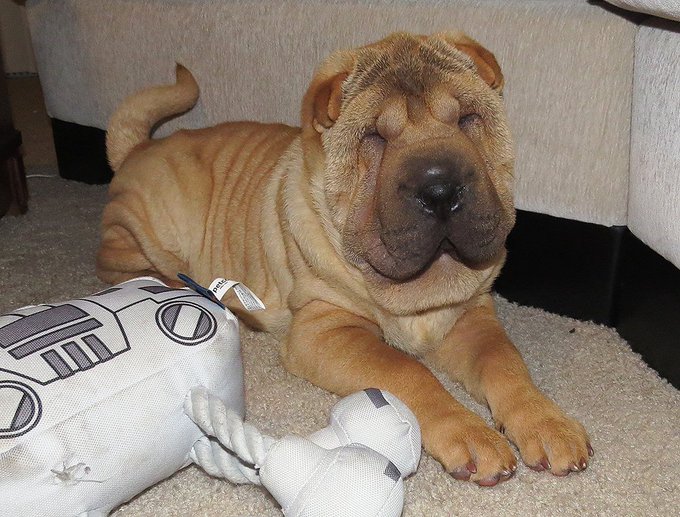 Found this pic of Kylo as a puppy &amp; had to share! 🐾❤️ https://t.co/zqm7FUdKez<a href="/tag/onmfc"class="tags"><span>#onmfc</span></a>