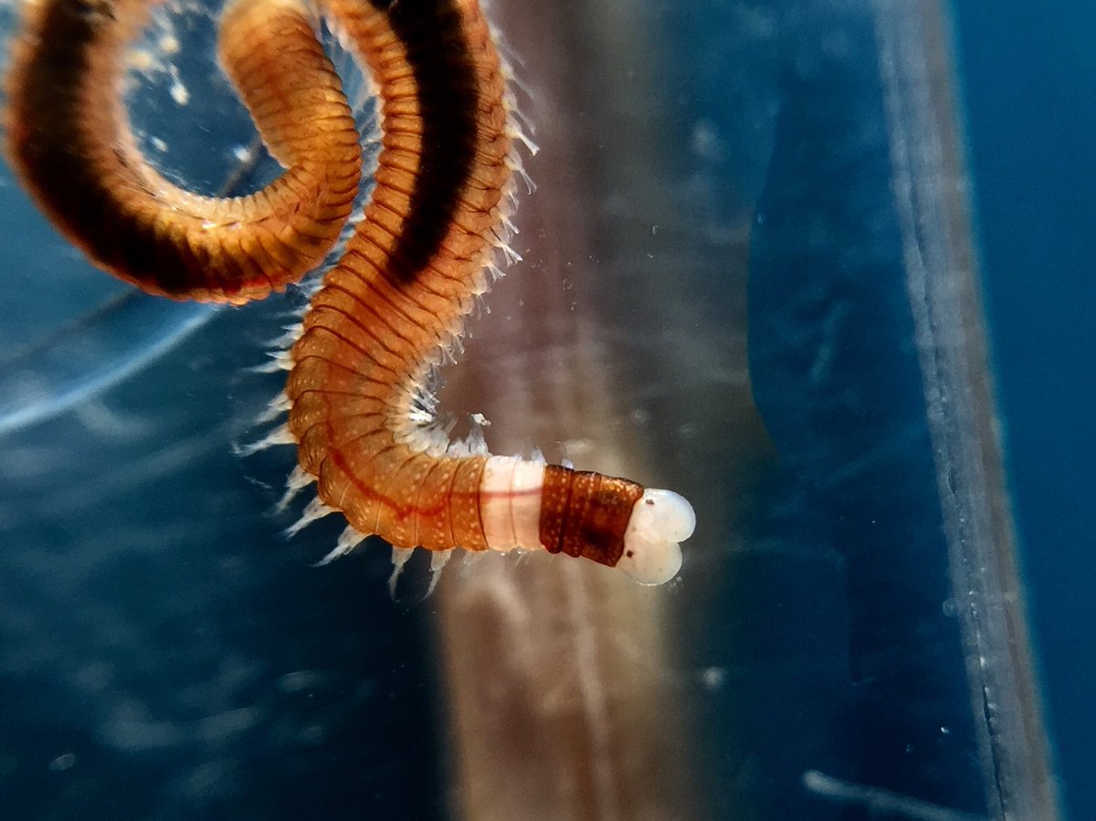 メナシスト ゴカイ類ってバッチリ映るとけっこう嬉しくなる