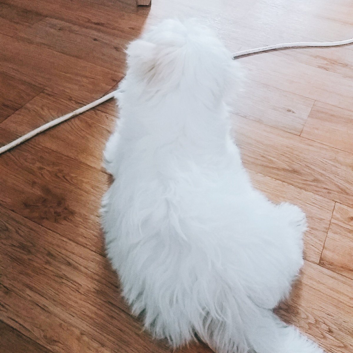 WhiteSpring_128's tweet photo. 180121 살찐 빵댕이.. https://t.co/Hw1gIuBGR7