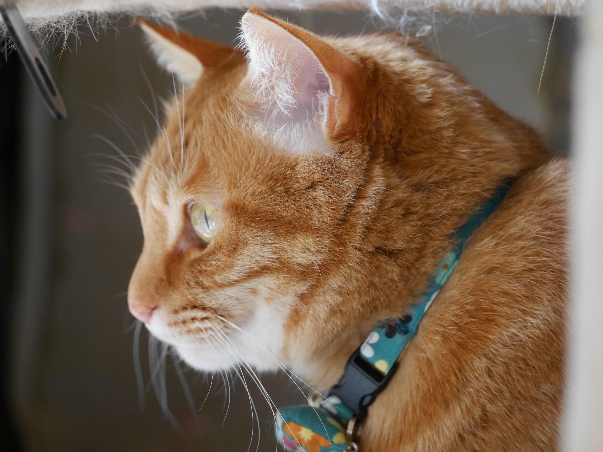 ワイヤークラフト♡猫ちゃんガーランド３匹＊茶トラさん鯖トラさんハチワレさん＊ ワイヤークラフト♡猫ちゃんガーランド3匹＊茶トラさん鯖トラ