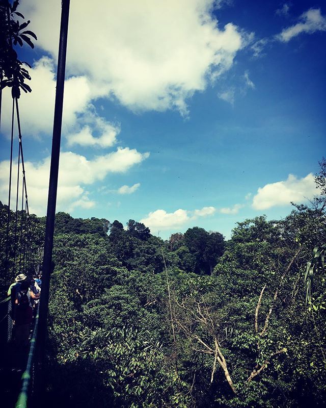 soshanau's tweet photo. Up in the trees 🌳 #treetopwalk at MacRitchie Reservoir Park @nparksbuzz #nparksbuzz #rainforest #trees #macritchiereservoirpark #macritchiereservoir #blueskies #clouds #upinthetrees #upintheclouds https://t.co/Y5Fn68x5N9 https://t.co/cSqCF94RIB