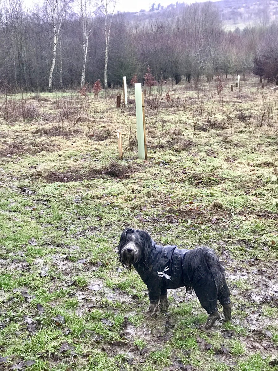 tobypfisher's tweet photo. Constant rain wasn’t stopping our weekend walk in Dorothy’s Wood @The_HOEF #soggydoggy #muddymutt #woodlandtoourselves #hardcoreforestfriends https://t.co/aWYPPSczr4