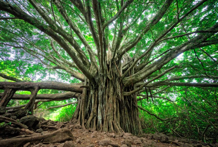 Word of the day: “witness-tree” - originally a tree that stood as a record of property boundaries, marked as such by scores in its bark. 
Now broadened to mean a tree that has seen remarkable things, that stands as "a repository for the past."
Ty @DaeganMiller