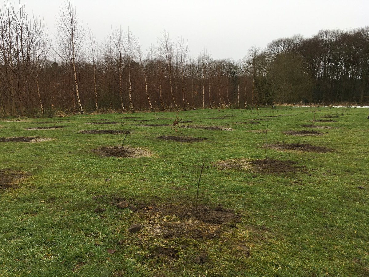 sj_unwin's tweet photo. Tree planting on Whirlow Playing Fields with @ParksSheffield @Ecclesallwoods quite a good turn out despite the weather forecast.Special thanks to @doreprimary who made an excellent start in the snow on Wednesday. Even our Lord Mayor visited to inspect progress, well done everyone https://t.co/OzPh0JCU5t