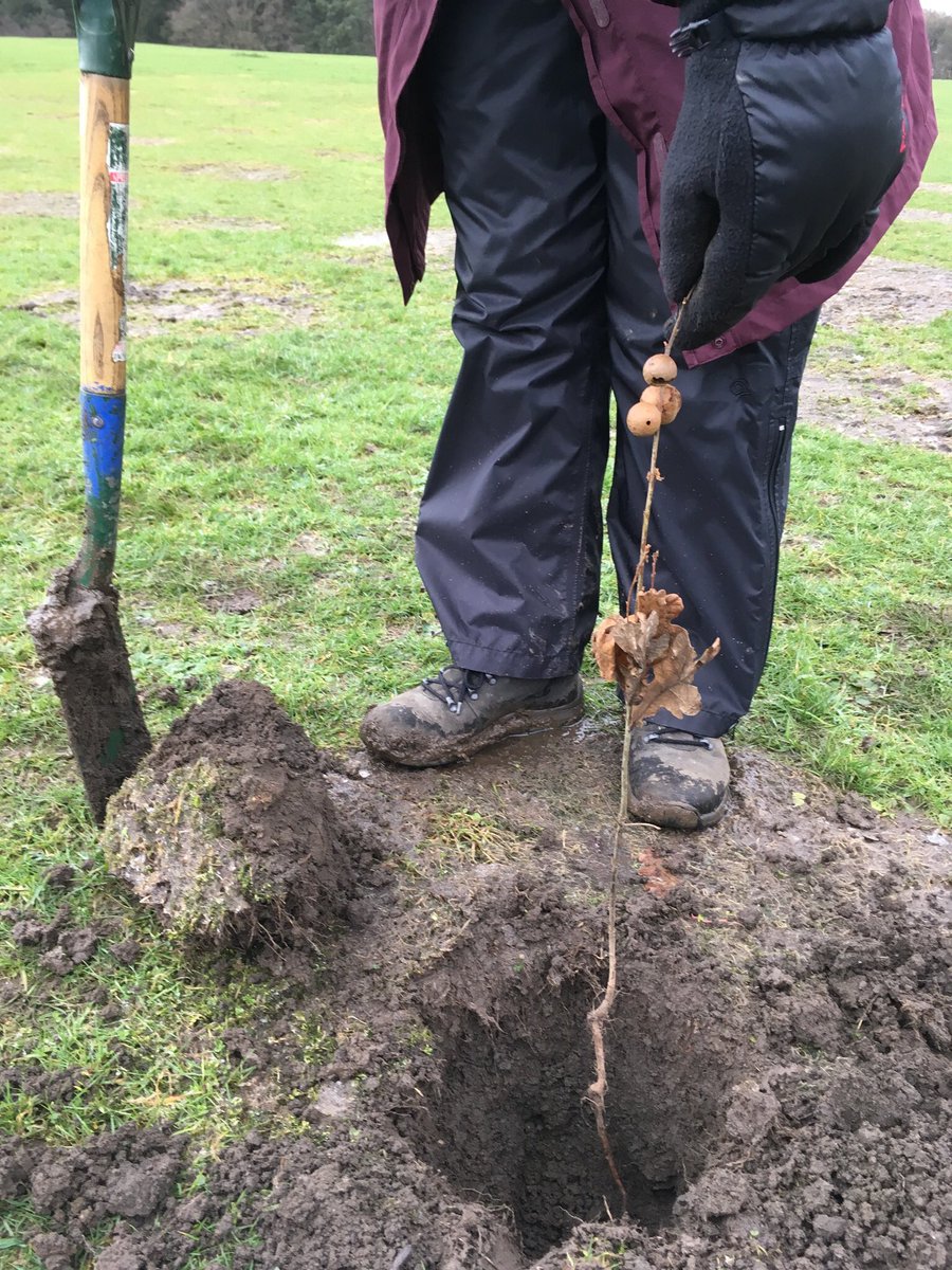 sj_unwin's tweet photo. Tree planting on Whirlow Playing Fields with @ParksSheffield @Ecclesallwoods quite a good turn out despite the weather forecast.Special thanks to @doreprimary who made an excellent start in the snow on Wednesday. Even our Lord Mayor visited to inspect progress, well done everyone https://t.co/OzPh0JCU5t