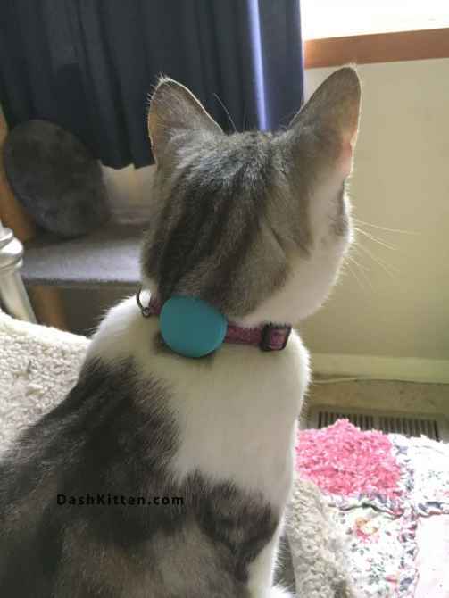 HarveyButtonNZ's tweet image. Where the heck is my cat??? #insidecat or #outsidecat The Tabcat will help you find them fast. We recommend top #catlocator @MyTabcat you need a #catfinder Check our quality review and demo video here #ad We LOVE the Tabcat ow.ly/jWm830hU833