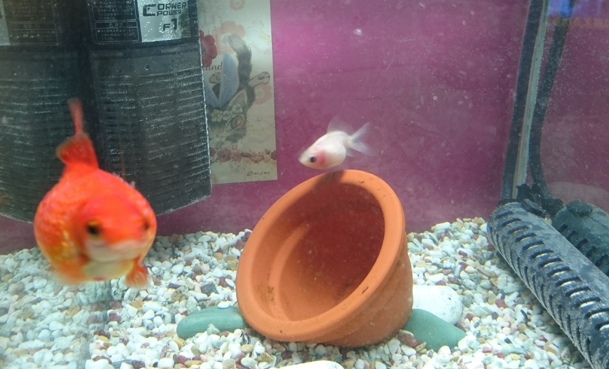 茶とらン 家族が増えました ちょうちんパール の たろちゃん が ひとりぼっちになって可愛そうだったので 水槽でひとりぼっちだったピンポンパールの 命名シルク を購入してきました ちょうちんパール と ピンポンパールで種類はチョット違うけど