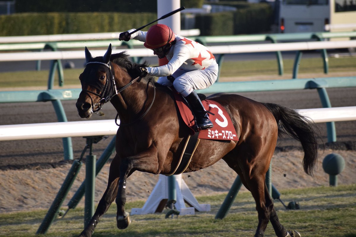 K Ajcc ミッキースワロー 横山典弘 前残りのレースで立派な2着 強い4歳世代の1頭として飛躍に期待 そしてノリ氏は相変わらず美しい追い方 ミッキースワロー 横山典弘 Ajcc ノリさん 中山競馬場 Keiba