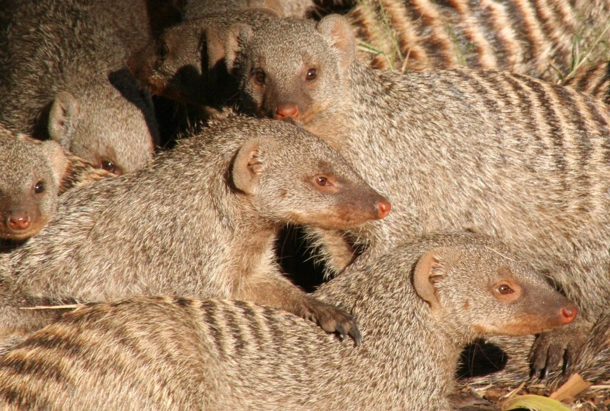 FireBugGroup's tweet photo. What’s a family of mongoose called?
"packs" or “mobs” Come see our mob at Intersec Dubai
@IntersecExpo #firebuggroup #mongoose #watchthisspace #funfacts https://t.co/fORdbMY3g5