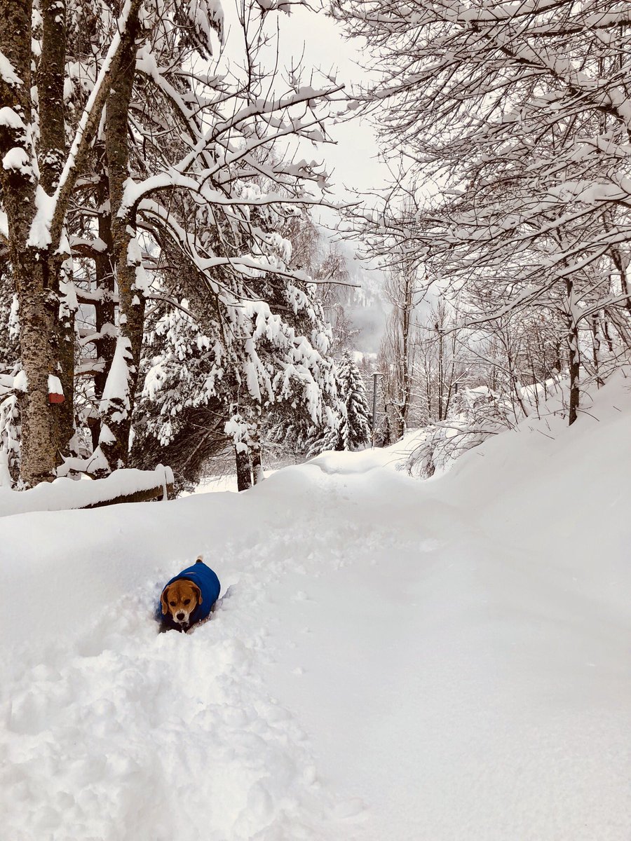 giovadamiano's tweet photo. #Winter #Winterwonderland #Sundaymorningwalk #Bitzelischnee #Rabius #Graubünden https://t.co/ykCKP390dx