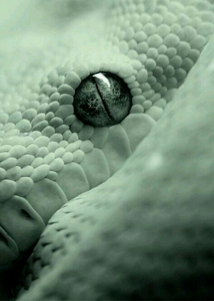 Salazarsuit's tweet photo. 🐍 https://t.co/XevhaGltVP