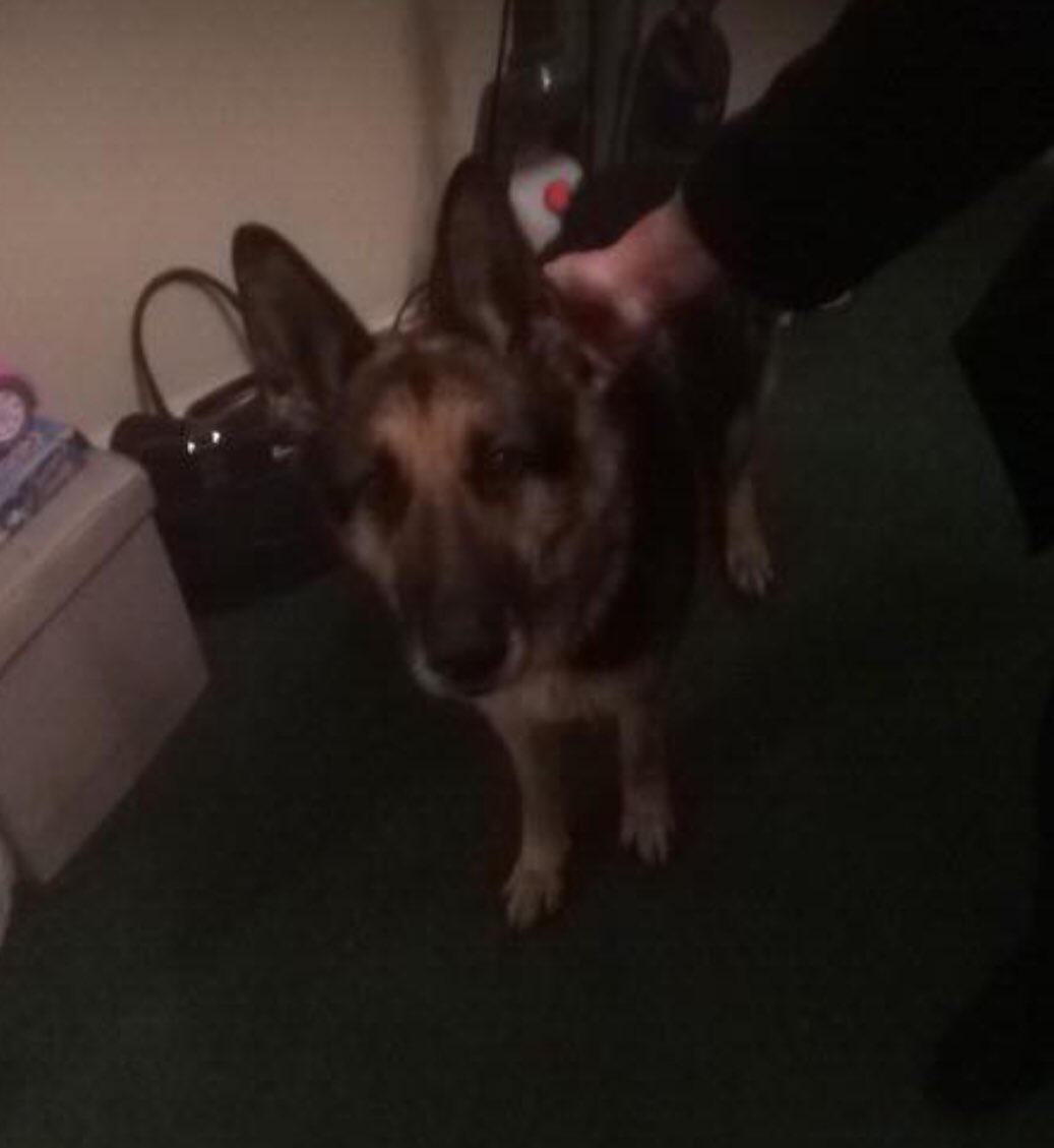 oldandfeelit's tweet photo. @wrexham #FOUND last night near #Morrisons #GibsonSt but now gone with warden to Acorn Kennels 😌 https://t.co/oXrX9992Pw