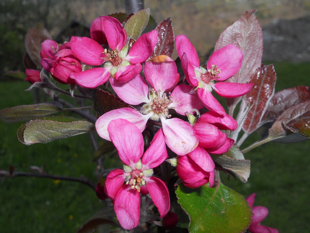 SamuelMarent's tweet photo. Weirouge (#Malus domestica) contains lots of #anthocyans hence the red colour. 
#apple #nature https://t.co/40iC2HL1x3