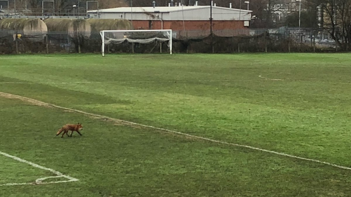 RichieFirth's tweet image. Big morning @afcgroundhopper and my new signing has arrived #FoxInTheBox