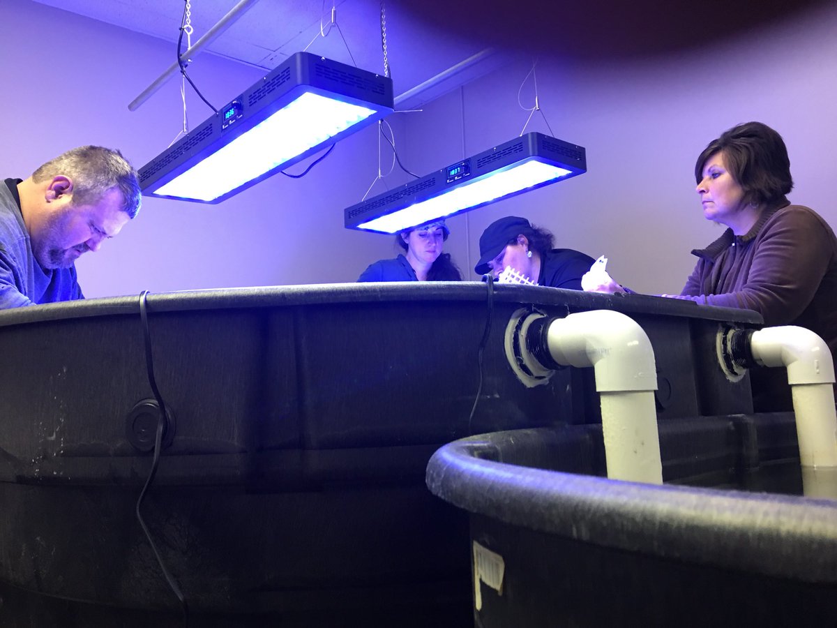 A late night sorting corals at the OceansReefsproject.org repository pilot facility.
Ask how you can help.
The reefs are banking on us.