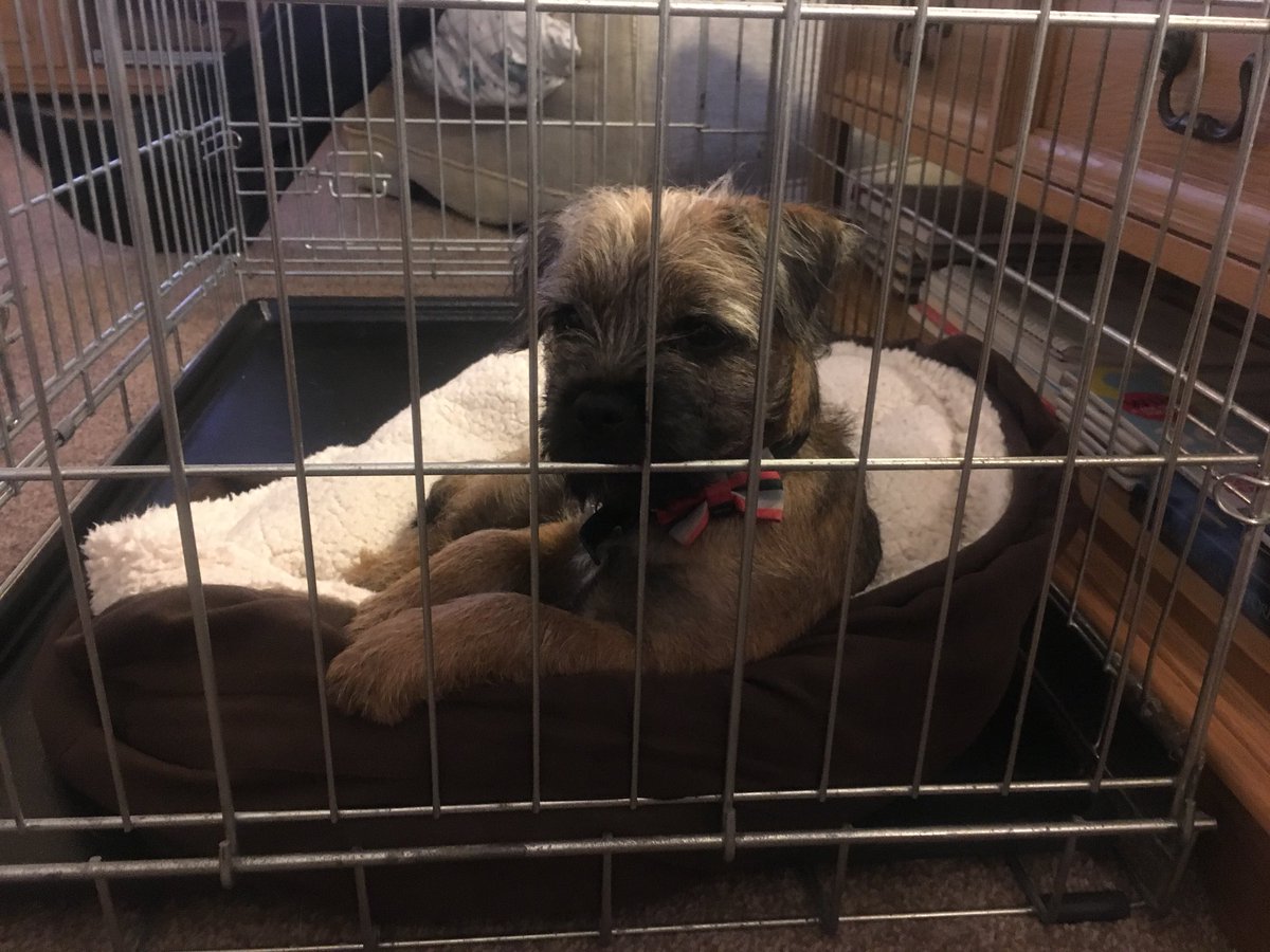 waltertheborder's tweet photo. Doing my best ‘Do ya come here often?’ Pose #formaqueueladies https://t.co/u3ntRDxGQ2