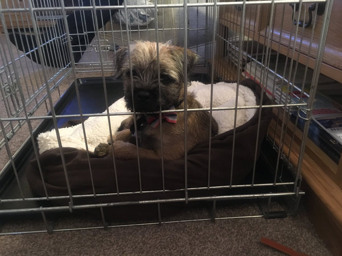 waltertheborder's tweet photo. Doing my best ‘Do ya come here often?’ Pose #formaqueueladies https://t.co/u3ntRDxGQ2