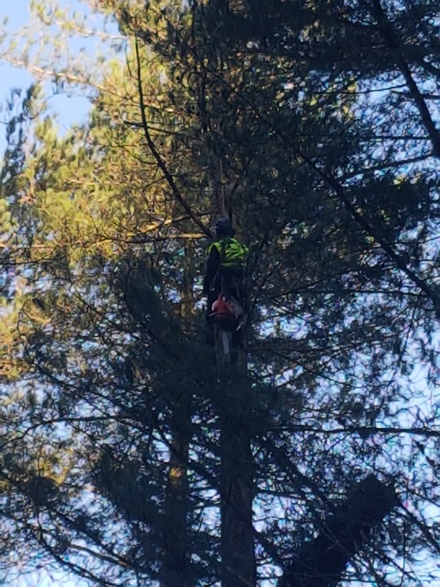 Haine Tree Services tweet media