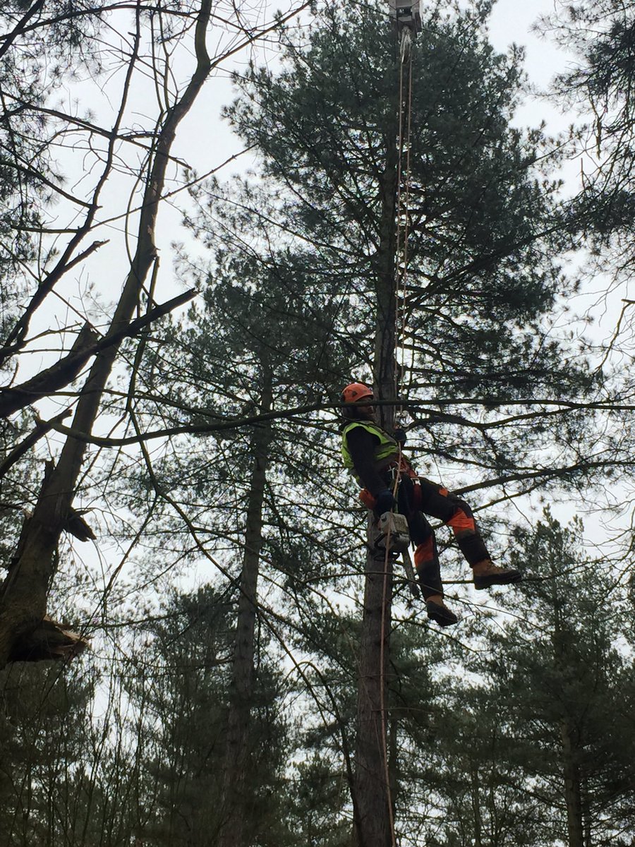 Haine Tree Services tweet media